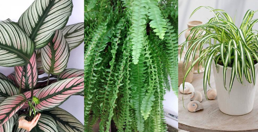 8 plantas eliminan moho
